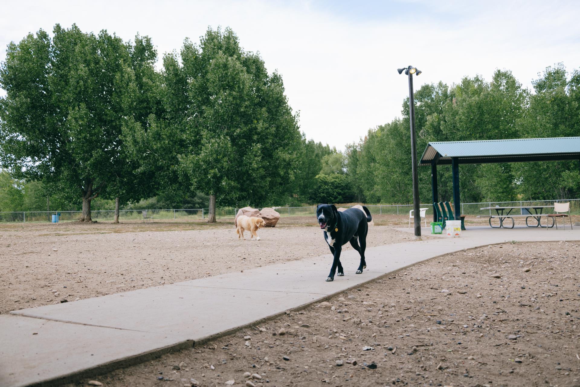 Dogs at Fairgrounds Park Dog Park