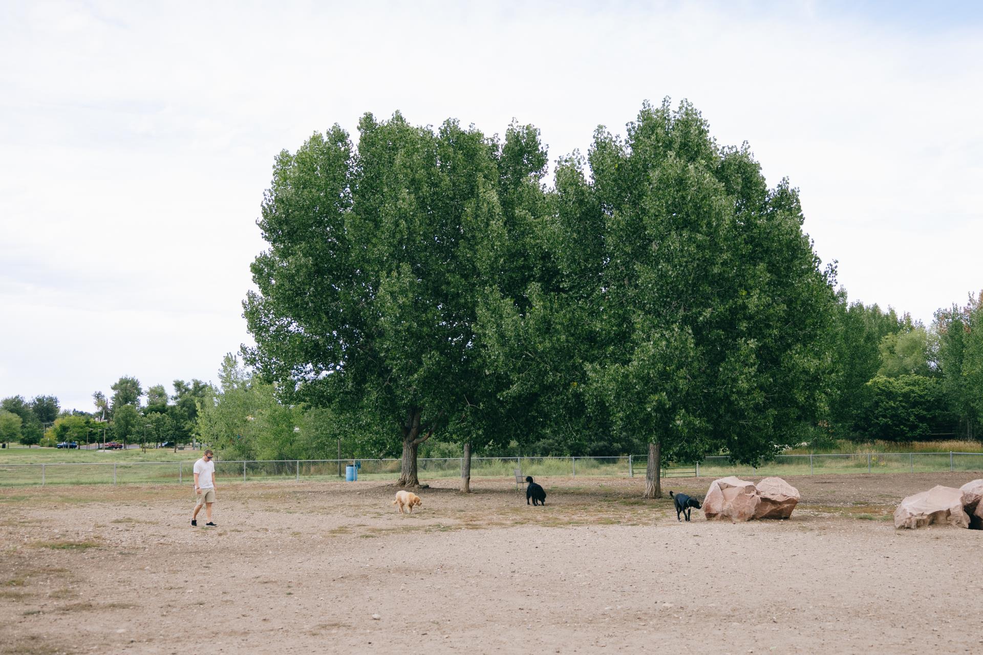 Person and dogs walking around Fairgrounds Park dog park